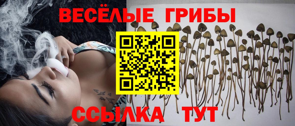 Галлюциногенные грибы Cubensis Новодвинск